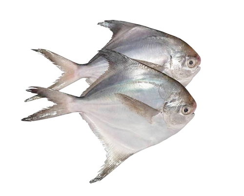 鯧魚