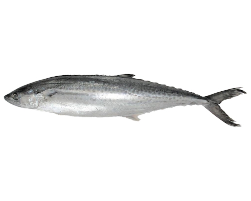 馬鮫魚(yú)